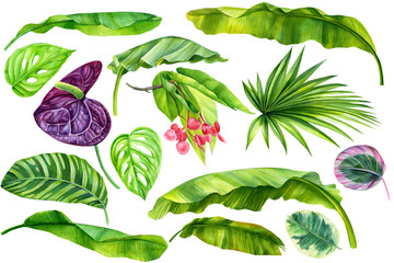 set of tropical plants, green leaves of ficus, philodendron, anthurium, banana palm on an isolated white background, botanical watercolor illustration, hand drawing © Hanna