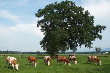 Cattle on a pasture at Chiemsee in Germany,Europe