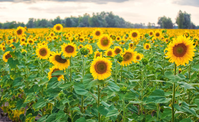 A picturesque field of a blossoming sunflower at sunset. Grain harvest in summer.