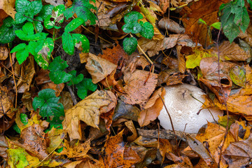 Earth in the autumn forest. Leaves and cobwebs, mushrooms and moisture.