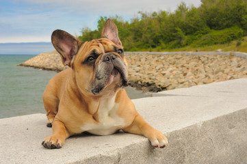 French Bulldog enjoying a day in the park by the ocean in Boston.