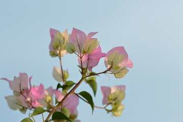 Set of White bougainvillea flowers, mixed pink