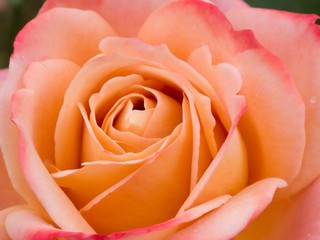 Fototapeta na wymiar bi-color rose 