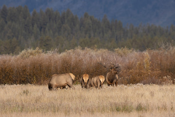 Fototapeta na wymiar Herd of Elk During the Fall Rut in Wyoming