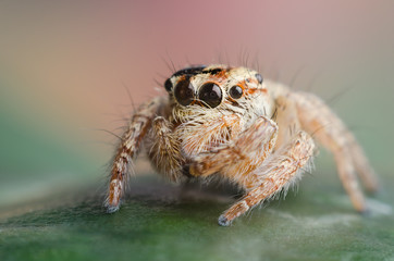 baby jumping spider on a leaf