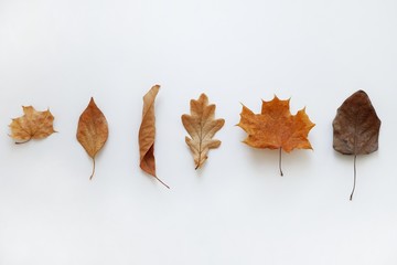 Various dry autumn leaves of oak and maple on a white background. Natural autumn background. Creative autumn concept. Top view, flat lay with copy space for text.