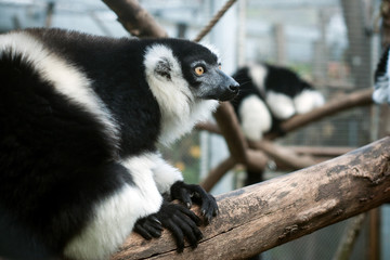 Portrait of black and white lemur on tree branch
