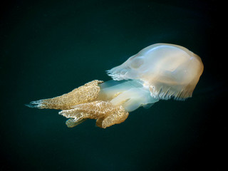 A Barrel Jellyfish swimming underwater in the deep dark waters.