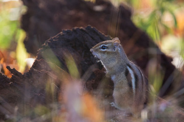 eastern chipmunk in autumn