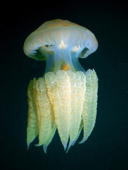 A Barrel Jellyfish floating underwater in the deep dark waters.