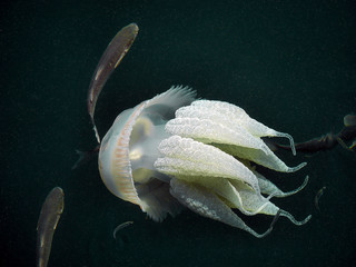 A Barrel Jellyfish swimming underwater alongside a shoal of fish in the dark waters.