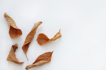 Various dry autumn leaves of oak and maple on a white background. Natural autumn background. Creative autumn concept. Top view, flat lay with copy space for text.