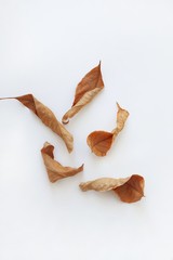 Various dry autumn leaves of oak and maple on a white background. Natural autumn background. Creative autumn concept. Top view, flat lay with copy space for text.