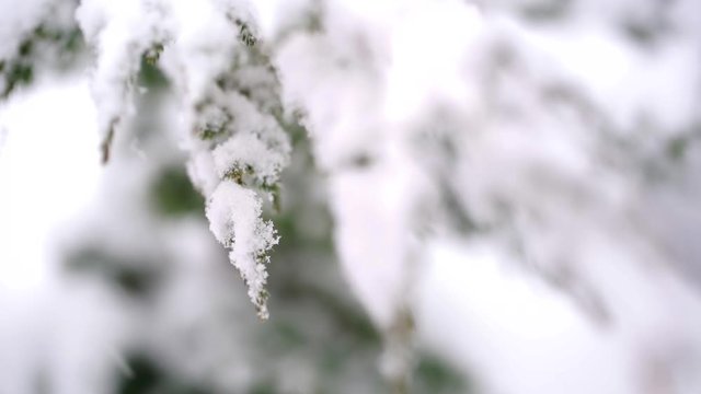 Beautiful snowy winter landscape. Snow falling down outdoor. Green branches of trees covered with fresh white fluffy snow. Winter season video background.