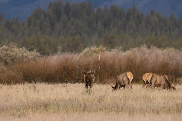 Obraz na płótnie Canvas Herd of Elk During the Fall Rut in Wyoming