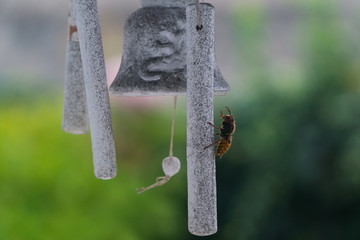  An Asian wasp on bell in a garden