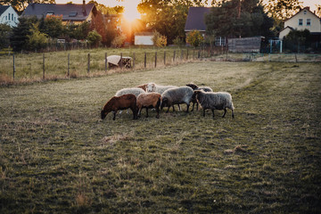 Kleine Schafherde im Sonnenuntergang auf der Wiese