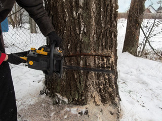 A man with two hands holds a chainsaw and makes a second incision in the trunk of a thick birch. Illustrative photo on the technology of cutting fat trees in winter