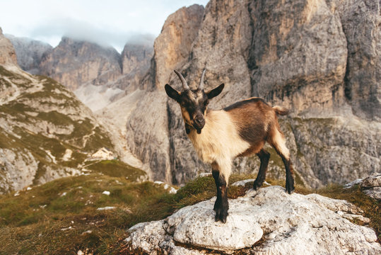 mountain goat at refugio bergamo hut at sunset in the dolomites