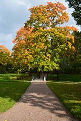 autumn tree and lake in the park