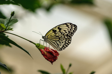 weiße baumnymphe (idea leuconoe) auf Hibiskusblüte © allexclusive