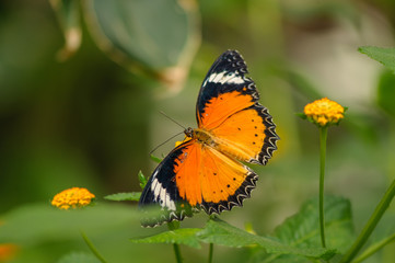 Fototapeta na wymiar Kleiner Monarch mit geöffneten Flügeln