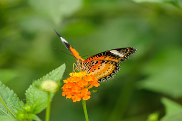 Leoparden-Netzflügler (Cethosia cyane)