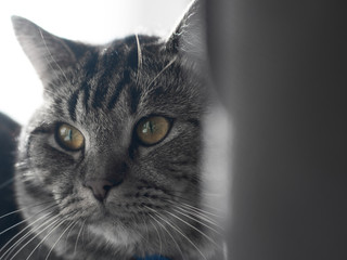 cat portrait
