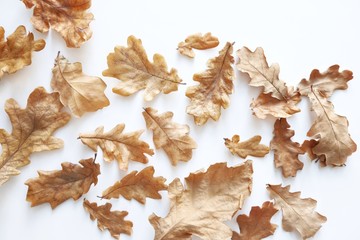 Dried autumn oak leaves on a white background. Natural autumn background. Creative autumn concept. Top view, flat lay.