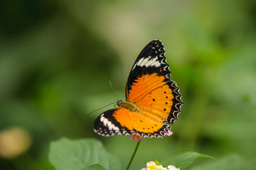 Fototapeta na wymiar Kleiner Monarch (Danaus chrysippus)