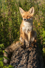 red fox