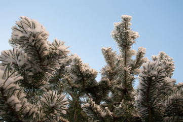pine tree under snow