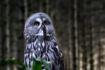 Image of a sitting great gray owl