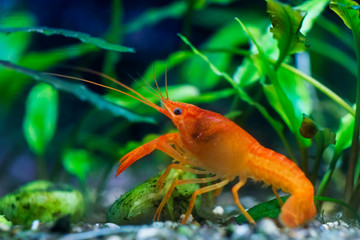 Cambarellus patzcuarensis Orange, orange dwarf crayfish, Mexican dwarf crayfish
