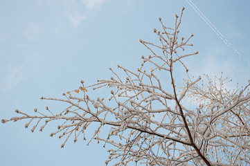branches of a tree under snow