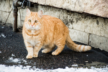 vagrant cat in the street 