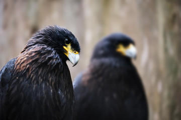 Image of a striated caracara