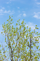 Sky and tree