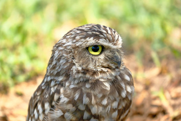 Burrowing owl (Athene cunicularia), detail of the head of beautiful specimen in freedom
