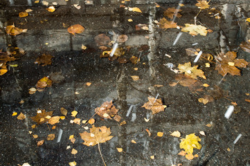 rain on the puddle