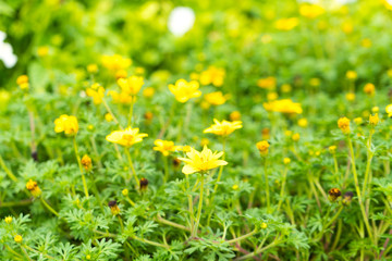 Yellow daisy flower in garden.
