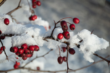 red berries under snow in the winter