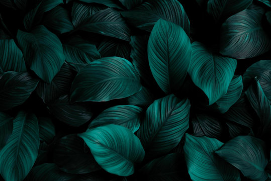 Spathiphyllum cannifolium leaf concept, dark green abstract texture, natural background, tropical leaves in Asia and Thailand © eakarat