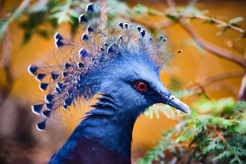 Image of a blue victoria crowned pigeon