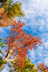 Colorful Closeup of  Trees in Foliage -New Hampshire.