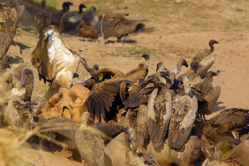 A flock of white-backed vulture (Gyps africanus) feeding on a large elephant by a river. Carrion...