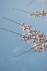 red rowan berries under snow