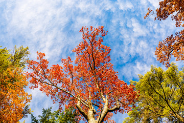 Colorful Closeup of  Trees in Foliage -New Hampshire.