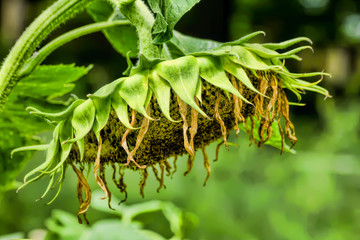 Dying Giant Sunflower