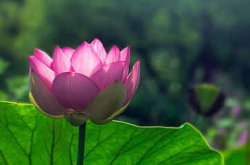 Pink Lotus Flower